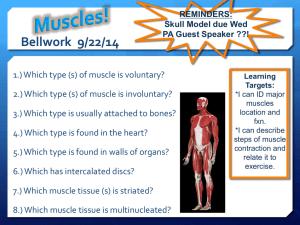 muscle system introduction
