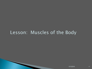 Muscles of the Body