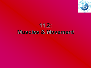 IB Muscles 11 2 HL