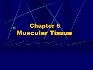 Chapter 6 Muscular Tissue