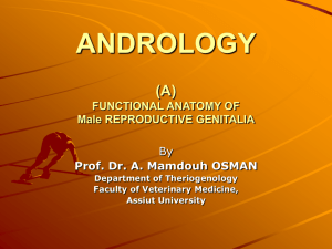 andrology (a) functional anatomy of reproductive