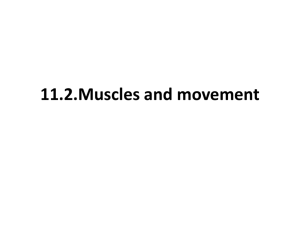 11.2.Muscles and movement