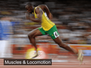Muscles, Locomotion 15-16