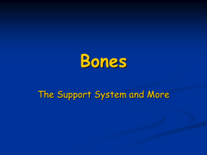 Bones