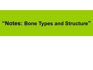 “Notes: Bone Types and Structure”