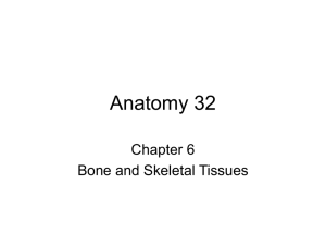 Anatomy 32 - El Camino College