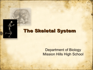 The Skeletal System