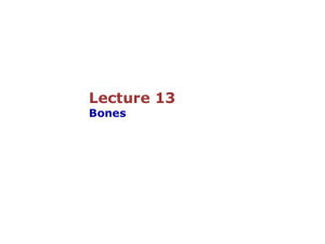 13-Bones