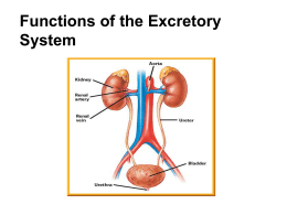 Excretory System Webquest