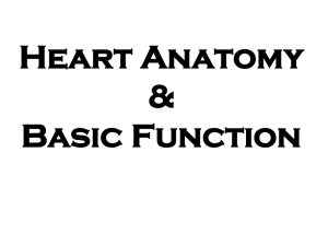 Heart Anatomy & Basic Function