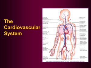 Cardiovascular System PPT