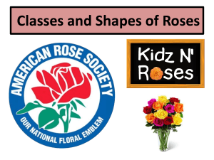 Kidz N* Roses: Classy and Colorful