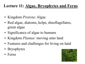 Lecture 11: Algae, Bryophytes, and Ferns