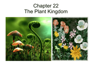 Chapter 22 The Plant Kingdom