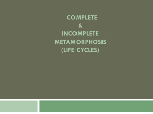Complete & Incomplete metamorphosis (Life cycles)
