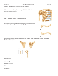 D170 W15 The Appendicular Skeleton Williams What are the major