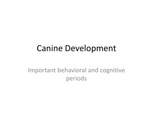 Canine Development