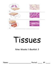 2012 NW1-Booklet3-Tissues