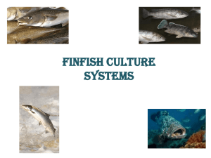 Fin fish culture systems