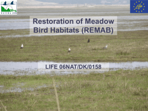 Restoration of Meadow Bird Habitats (REMAB)