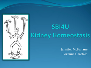Kidney Homeostasis - LouiseDaurio