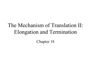 The Mechanism of Translation II: Elongation and Termination