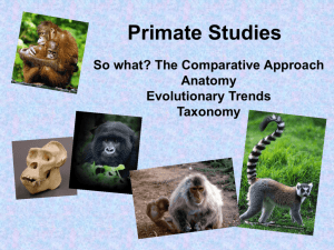 Primate Studies 1