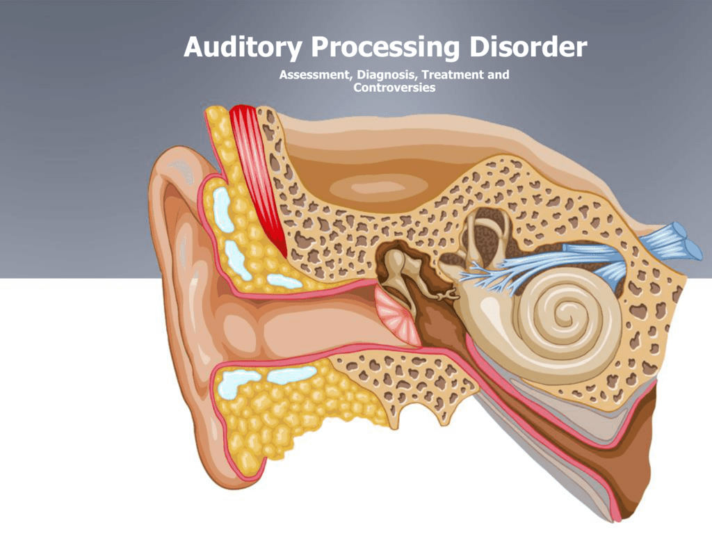 Auditory Processing Anatomical Model