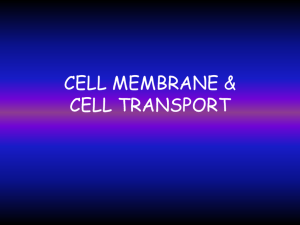 Cell Membranes - summerbiology
