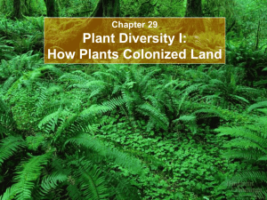 Lecture 12 - plant diversity 1