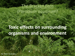 The Bracken Fern (Pteridium aquilinum)