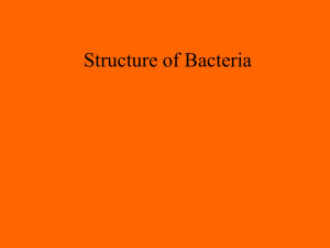 PowerPoint Presentation - Structure of Bacteria
