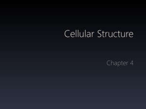 Cellular-Structure2