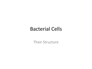 Bacterial Cells - ScienceWithMrShrout