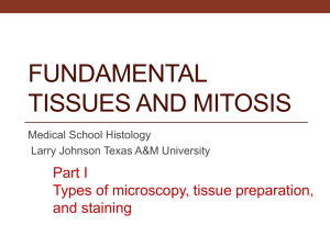 Fundamental Tissues and Mitosis - PEER