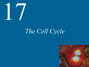 The Cell Cycle