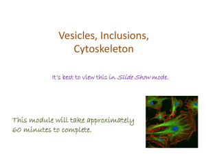 Vesicles Inclusions Cytoskeleton