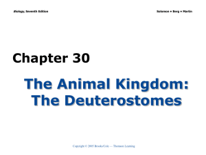 Chapter 30 The Animal Kingdom: The Deuterostomes