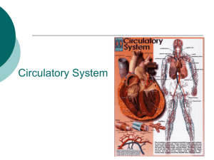 Chapter 30: The Circulatory and Respiratory Systems