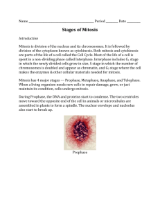 Lab: Stages of Mitosis