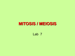 MITOSIS / MEIOSIS