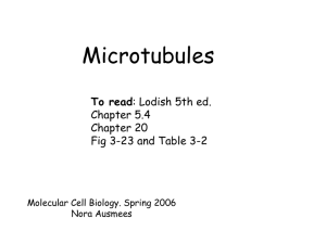 Microtubules - Structural Biology Labs