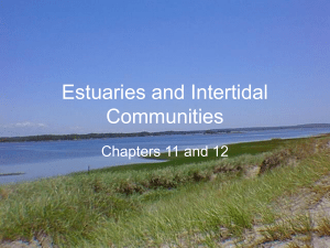 Estuaries and Intertidal zones