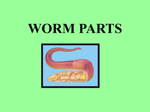 Worm parts