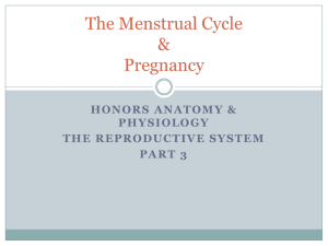 The Menstrual Cycle & Pregnancy