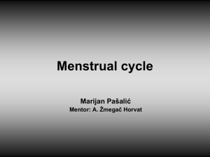 Menstrual cycle