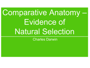 Comparative Anatomy Notes