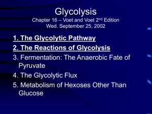 Glycolysis1