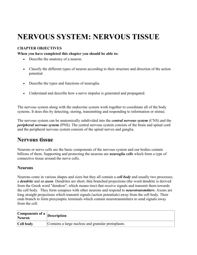 nervous system introduction essay