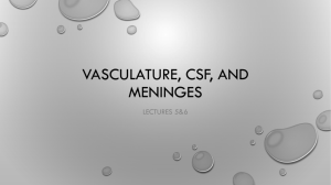 Vasculature, csf, and meninges - 34-602-Neuroanatomy-SP15